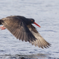 Black Oystercatcher in Flight