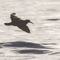 Black Oystercatcher in Flight