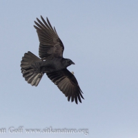 Northwestern Crow Dropping Food