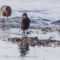 Northwestern Crow with Mussel