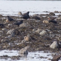 Northwestern Crows and Black Oystercatchers