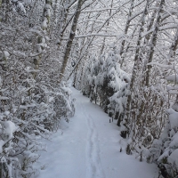 Totem Park Trail after Snow