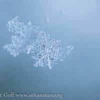 Snow Flake Suspended in Air