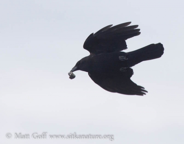Northwestern Crow Making Feeding Drops