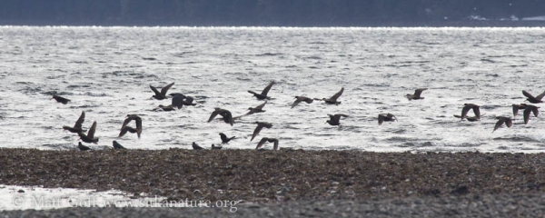 Black Oystercatchers and Northwest Crows