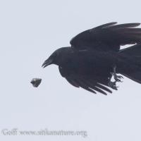 Northwestern Crow Making Feeding Drops