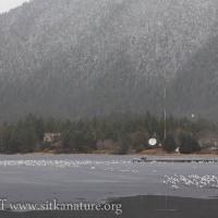 Gulls on Swan Lake