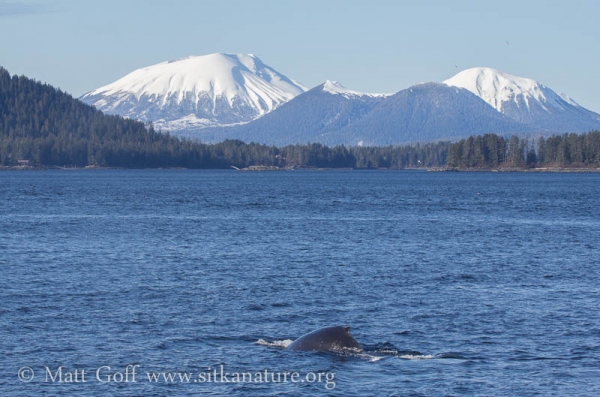 Humpback Whales Diving