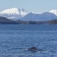 Humpback Whales Diving