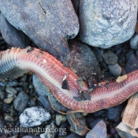 Marine Worm (Cirratulus sp)