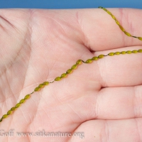 Jade Necklace (Urospora wormskioldii)