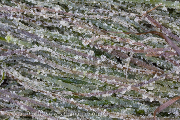 Herring Eggs on Eel Grass