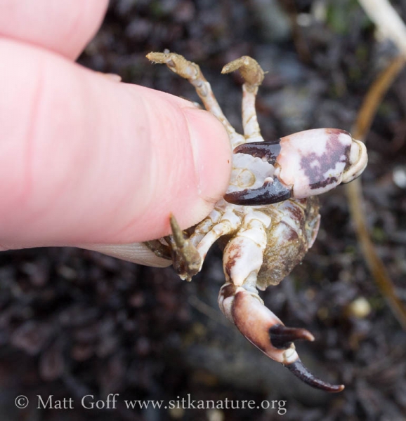 Black-clawed Crab (Lophopanopeus bellus)