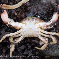 Black-clawed Crab (Lophopanopeus bellus)