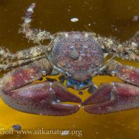 Flattop Porecelain Crab (Petrolisithes eriomerus)
