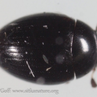 Small Beetle (Cercyon sp)