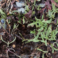 Spearscale (Atriplex gmelinii) Seedlings