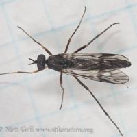 Fly (Xylophagus gracilis)