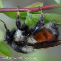 Black-tailed Bumblebee (Bombus melanopygus)