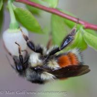 Black-tailed Bumblebee (Bombus melanopygus)