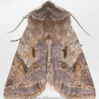Willow Dart Moth (Cerastis salicarum)