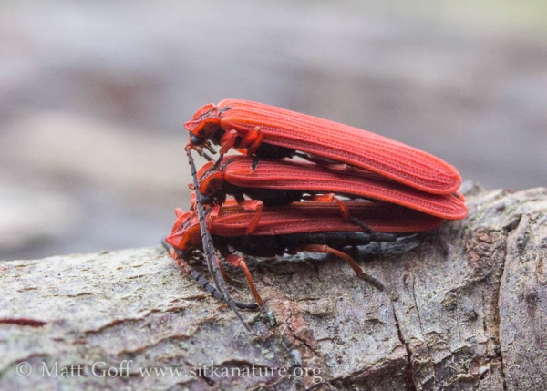 Stack of Red Beetles (Dictyoptera simplicipes)