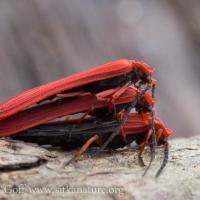 Stack of Red Beetles (Dictyoptera simplicipes)