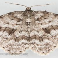 Small Engrailed Moth (Ectropis crepuscularia)