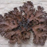 Brown Lichen