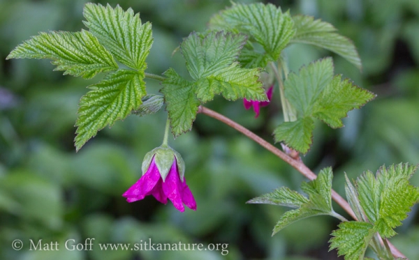 Salmonberry Flower (Rubus spectabilis)