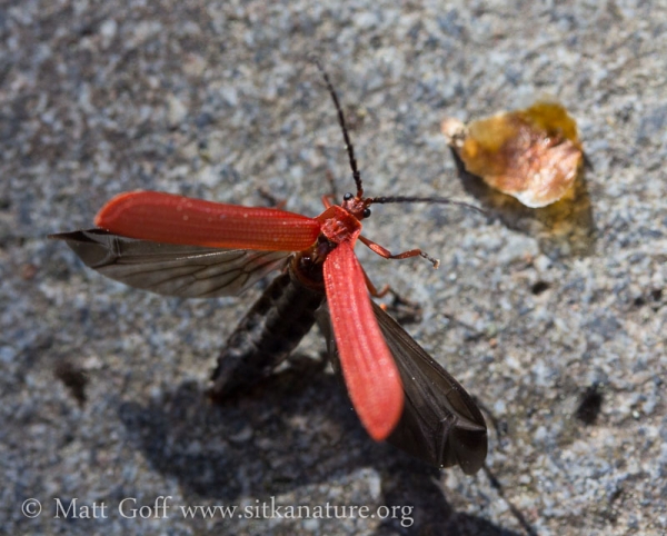 Red Net-winged Beetle (Dictyoptera hamatus)