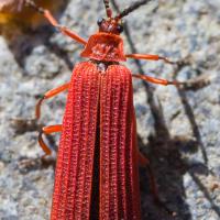 Red Net-winged Beetle (Dictyoptera hamatus)