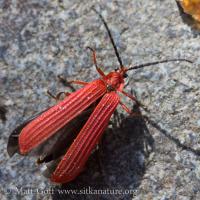 Red Net-winged Beetle (Dictyoptera hamatus)