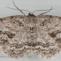 Small Engrailed (Ectropis crepuscularia)