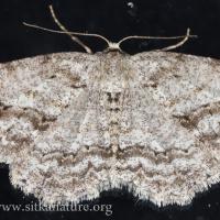 Small Engrailed (Ectropis crepuscularia)