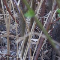 Song Sparrow Nest