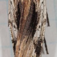 American Swordgrass Moth (Xylena nupera)