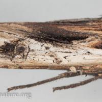 American Swordgrass Moth (Xylena nupera)