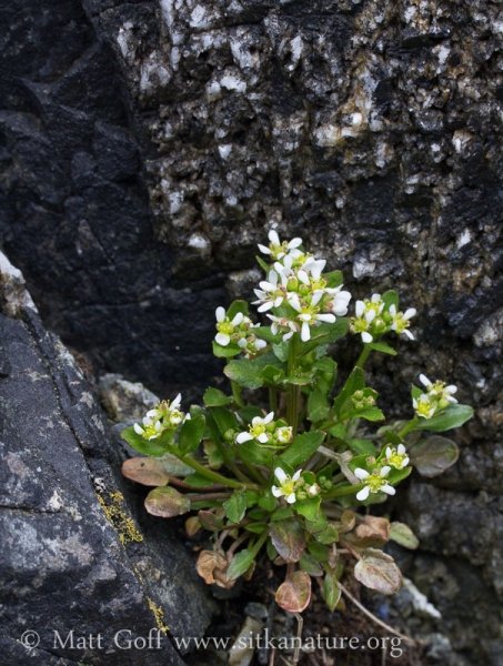 Scurvygrass (Cochlearia groenlandica)