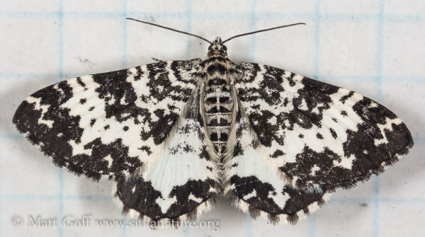 White and Black Moth (Rheumaptera sp)