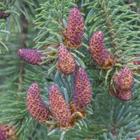 Pollen Cones of Sitka Spruce