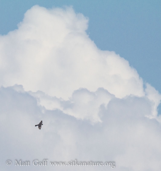 Peregrine Falcon and Clouds