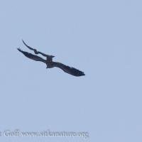 Peregrine Falcon Chasing Bald Eagle