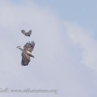 Peregrine Falcon Chasing Bald Eagle