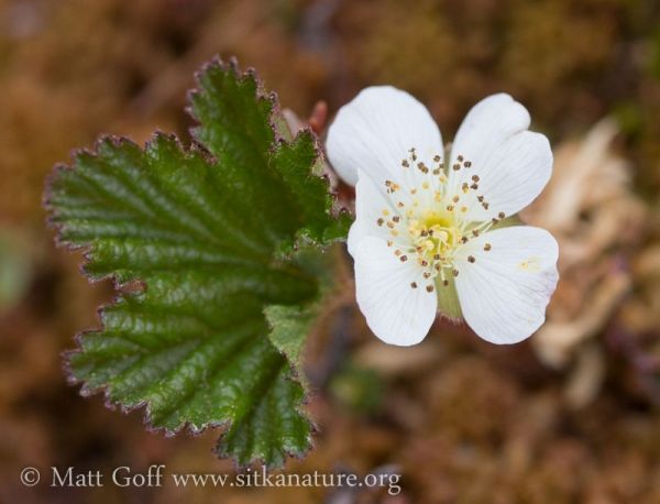 Cloudberry (Rubus chamaemorus) Flower
