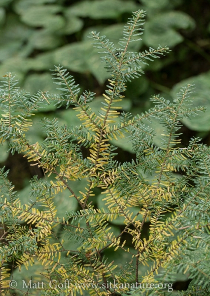 Yellowing Hemlock (Tsuga heterophylla)