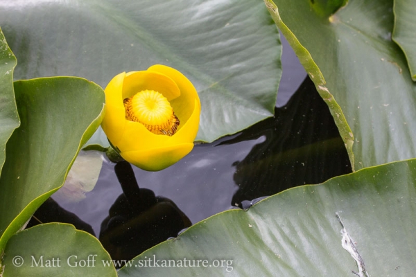 Yellow Pond Lily (Nuphar polysepala) Flower