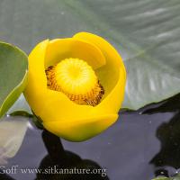 Yellow Pond Lily (Nuphar polysepala) Flower
