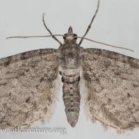 Eupithecia species