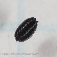 Fly Pupa (probable)